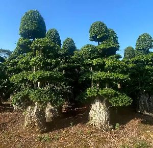 Ficus/Topiary plants