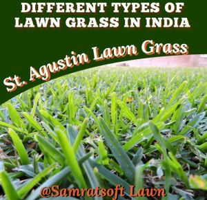 st augustin lawn grass