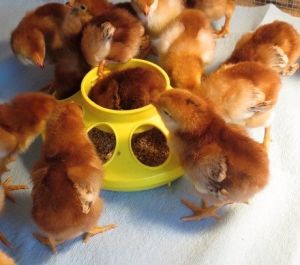 RIR DAY OLD CHICKS