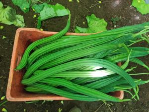 Ridge Gourd