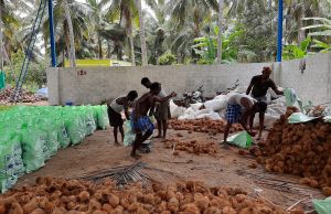 Husked coconuts