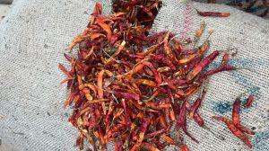 teja fatki dry red chilli