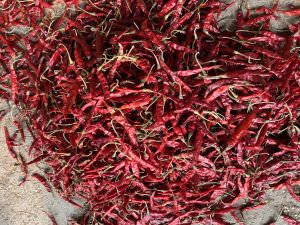 Teja Red Chilli