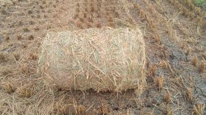 vaikol paddy straw