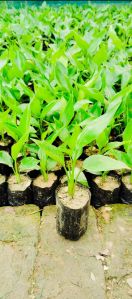 Tissue Culture Banana Plants