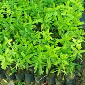 White Sandalwood Plants