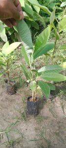 Champa Plant