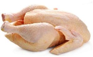 Fresh Broiler Chicken