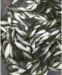 rohu fish seed