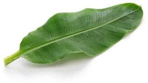 Fresh Banana Leaves