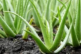 aloe plant