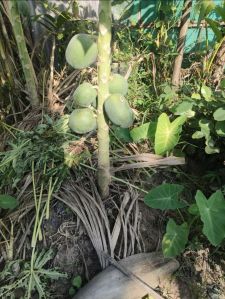 Papaya Plant