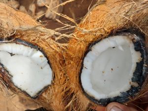 Coconut