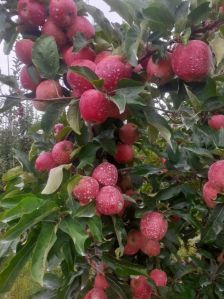 kashmiri apple