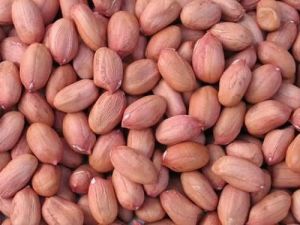 fresh groundnut