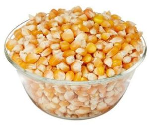 Maize (corn)