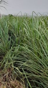 Dry Lemongrass Leaves