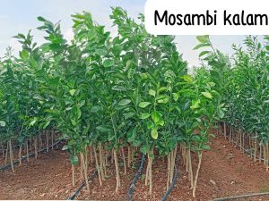 Mosambi Plant