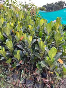 Jackfruit Plant