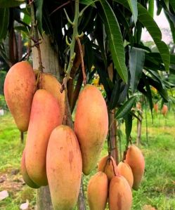 Mango Plants