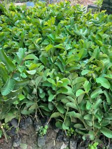 Red Diamond Guava Plant