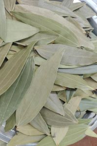 Bay Leaf