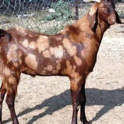 Sirohi Male Goat