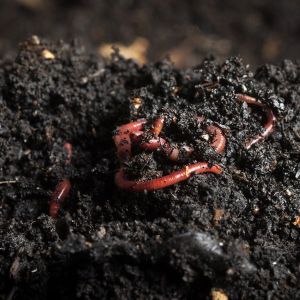 Vermicompost Fertilizer