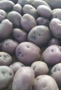 Black Potato