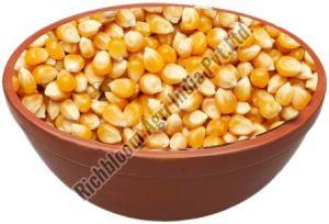 RichBloom Maize Seeds