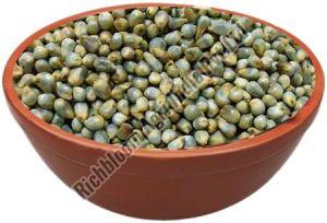 RichBloom Pearl Millet Seeds