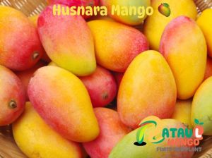 Husnara Mango Plant