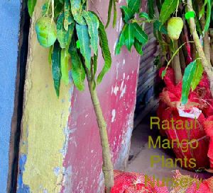 Rataul Mango Plant