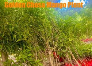 Golden Chosa Mango Plant