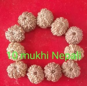 10 Mukhi Rudraksha Beads