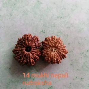 14 Mukhi Rudraksha Beads