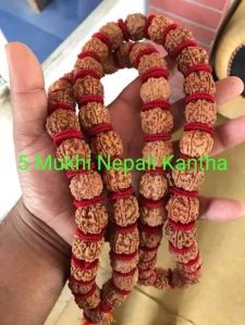 5 Mukhi Rudraksha Beads