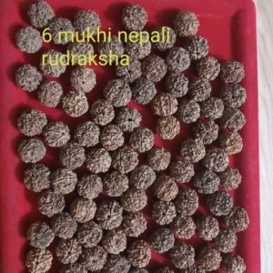 6 Mukhi Rudraksha Beads