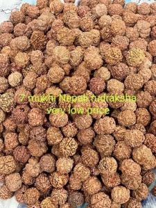 7 Mukhi Rudraksha Beads