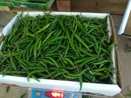 Fresh Green Chilli