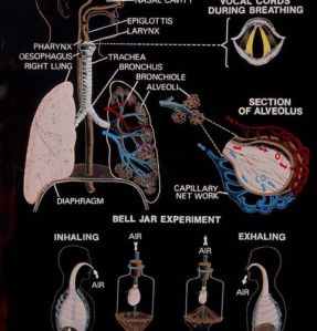 botany laminated charts