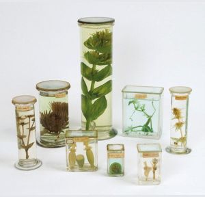 botany museum specimens