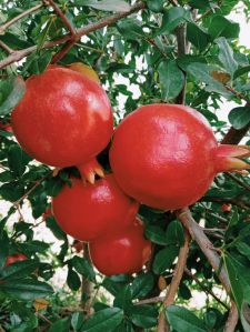 pomegranate fruit