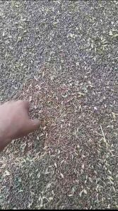 Wheat Seeds