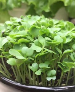 Microgreens