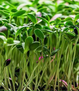 Sunflower microgreens