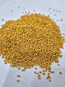 Yellow Mustard Seeds