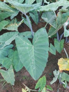 ARBI LEAF