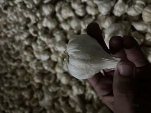 A Grade Garlic