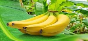 Banana